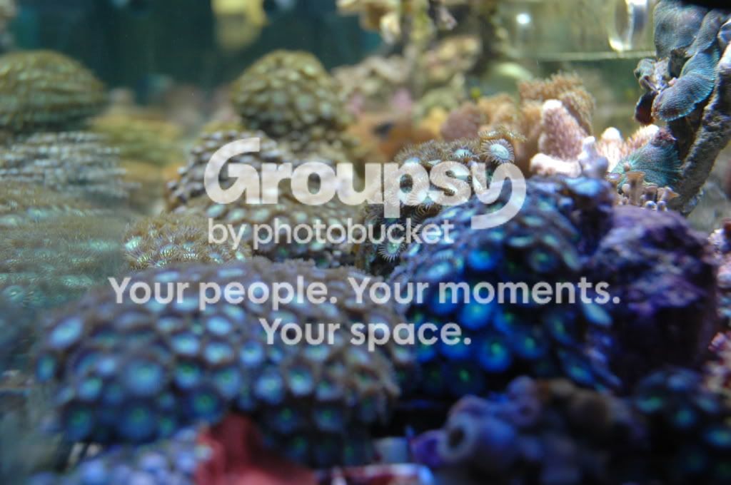 [TodoMarino.com] Coral, Coral, Coral....CORAL REEF - Zoanthus + Gorgonias + ....-