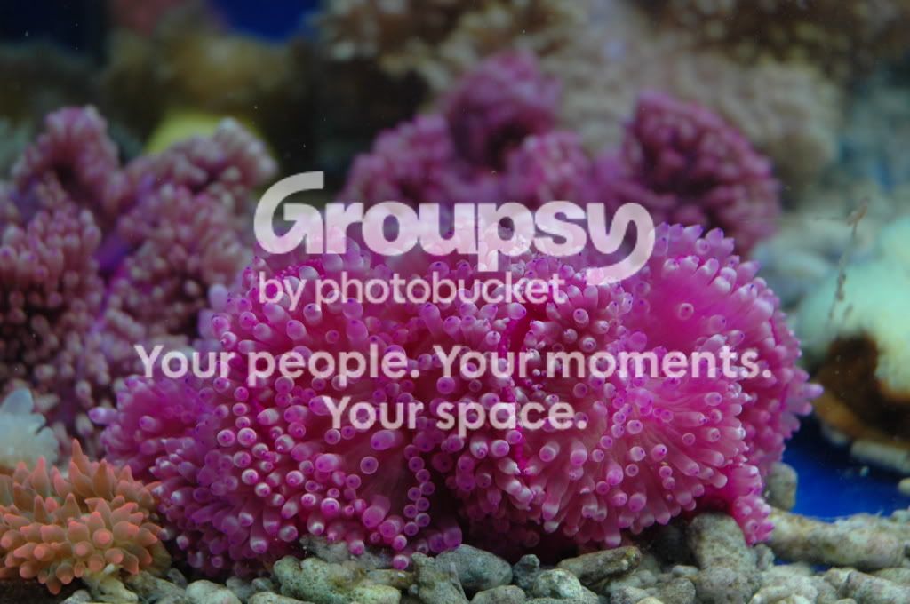[TodoMarino.com] Coral, Coral, Coral....CORAL REEF - Zoanthus + Gorgonias + ....-