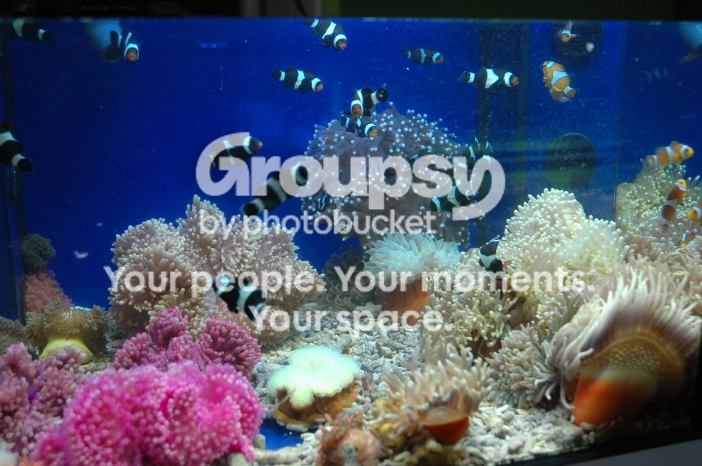 [TodoMarino.com] Coral, Coral, Coral....CORAL REEF - Zoanthus + Gorgonias + ....-
