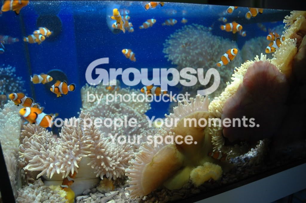 [TodoMarino.com] Coral, Coral, Coral....CORAL REEF - Zoanthus + Gorgonias + ....-