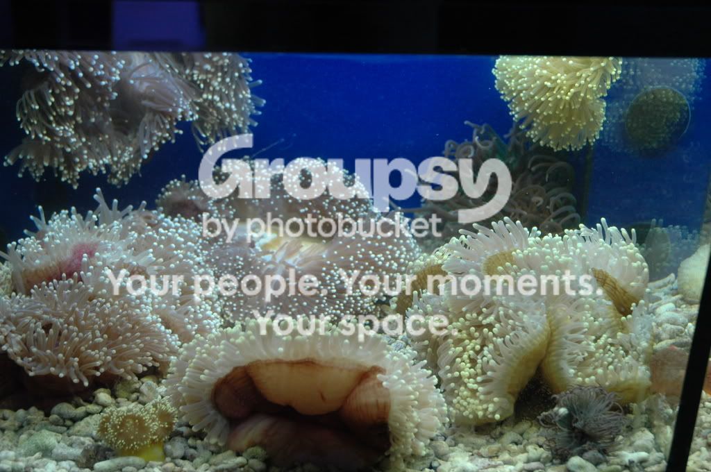 [TodoMarino.com] Coral, Coral, Coral....CORAL REEF - Zoanthus + Gorgonias + ....-