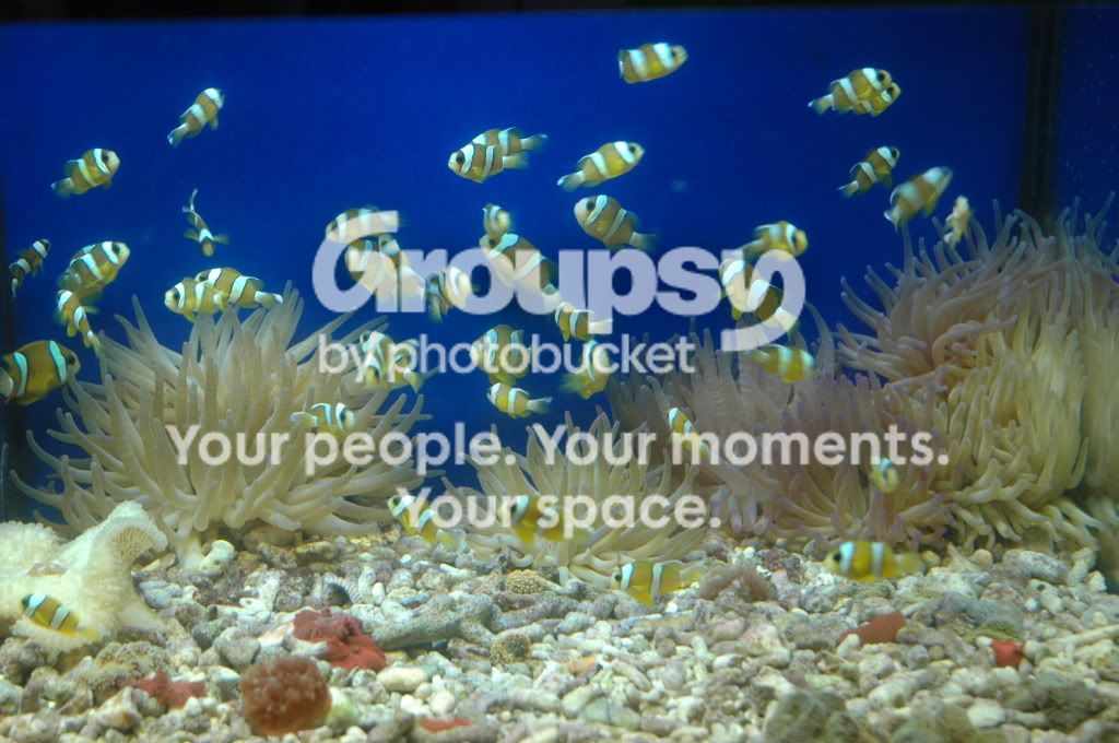 [TodoMarino.com] Coral, Coral, Coral....CORAL REEF - Zoanthus + Gorgonias + ....-