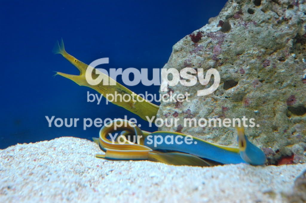 [TodoMarino.com] Coral, Coral, Coral....CORAL REEF - Zoanthus + Gorgonias + ....-