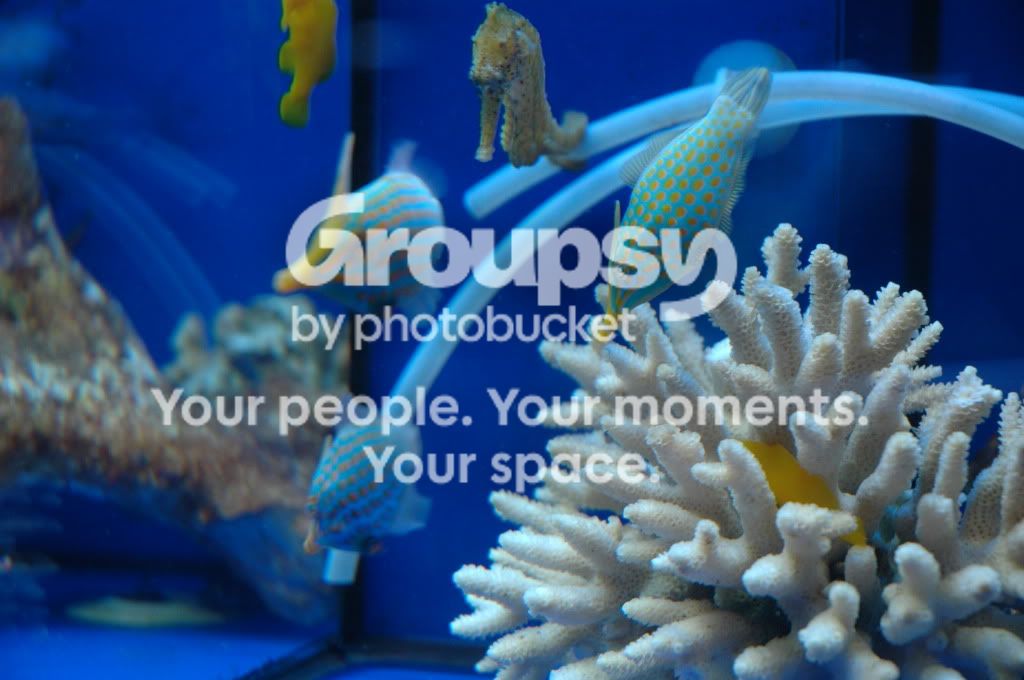 [TodoMarino.com] Coral, Coral, Coral....CORAL REEF - Zoanthus + Gorgonias + ....-