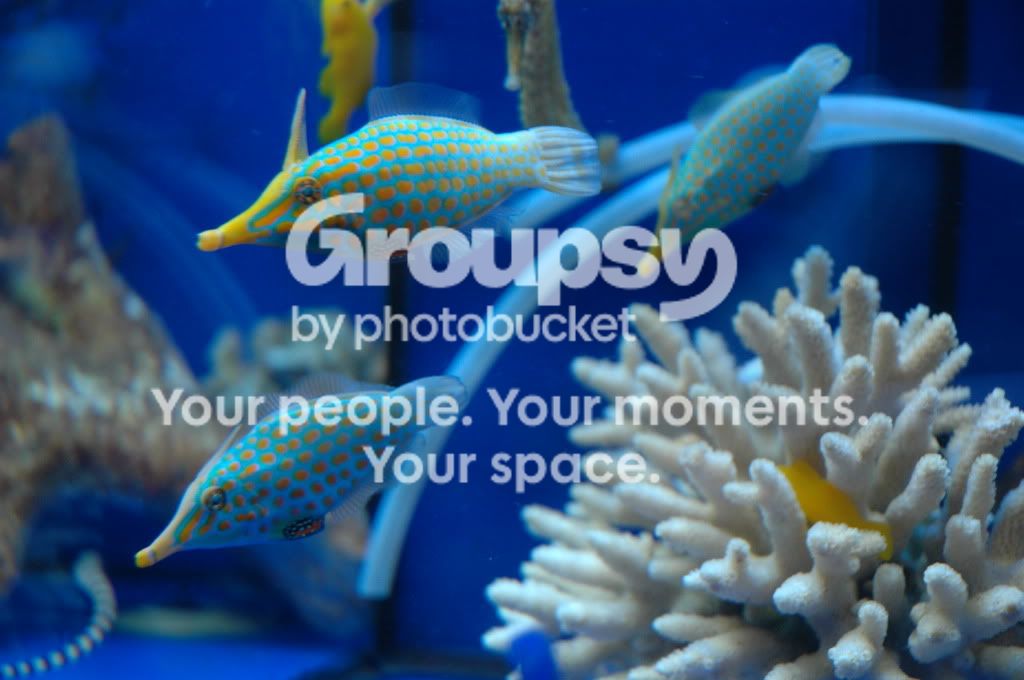 [TodoMarino.com] Coral, Coral, Coral....CORAL REEF - Zoanthus + Gorgonias + ....-
