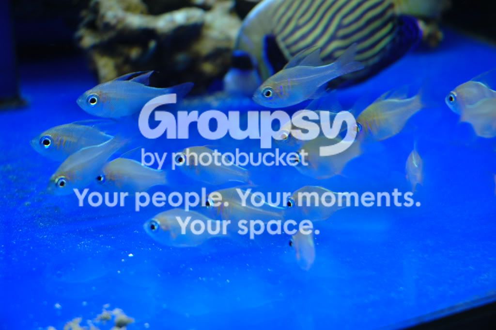 [TodoMarino.com] Coral, Coral, Coral....CORAL REEF - Zoanthus + Gorgonias + ....-