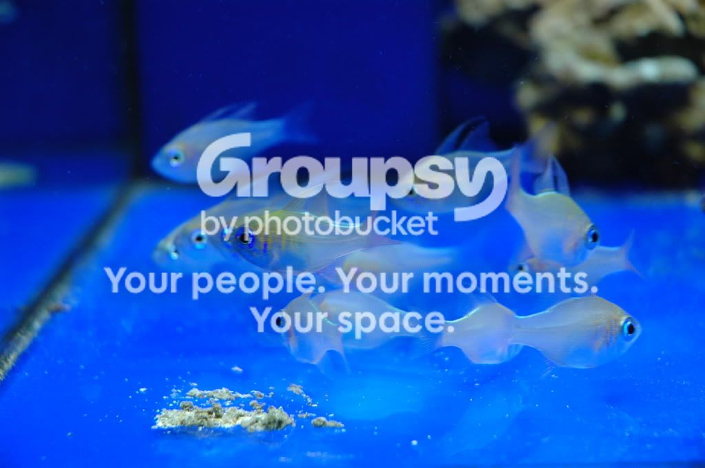 [TodoMarino.com] Coral, Coral, Coral....CORAL REEF - Zoanthus + Gorgonias + ....-