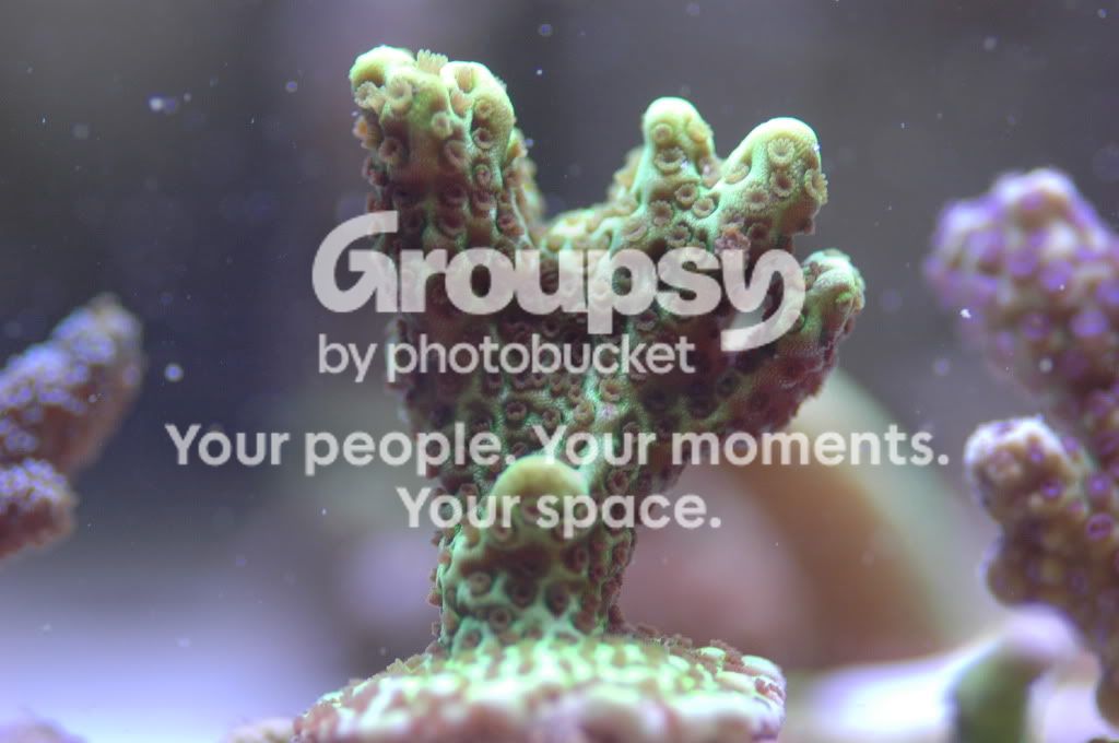 [TodoMarino.com] Coral, Coral, Coral....CORAL REEF - Llegada Esquejes SPS -