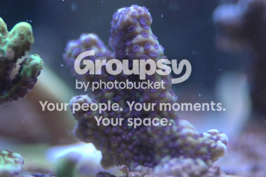 [TodoMarino.com] Coral, Coral, Coral....CORAL REEF - Llegada Esquejes SPS -