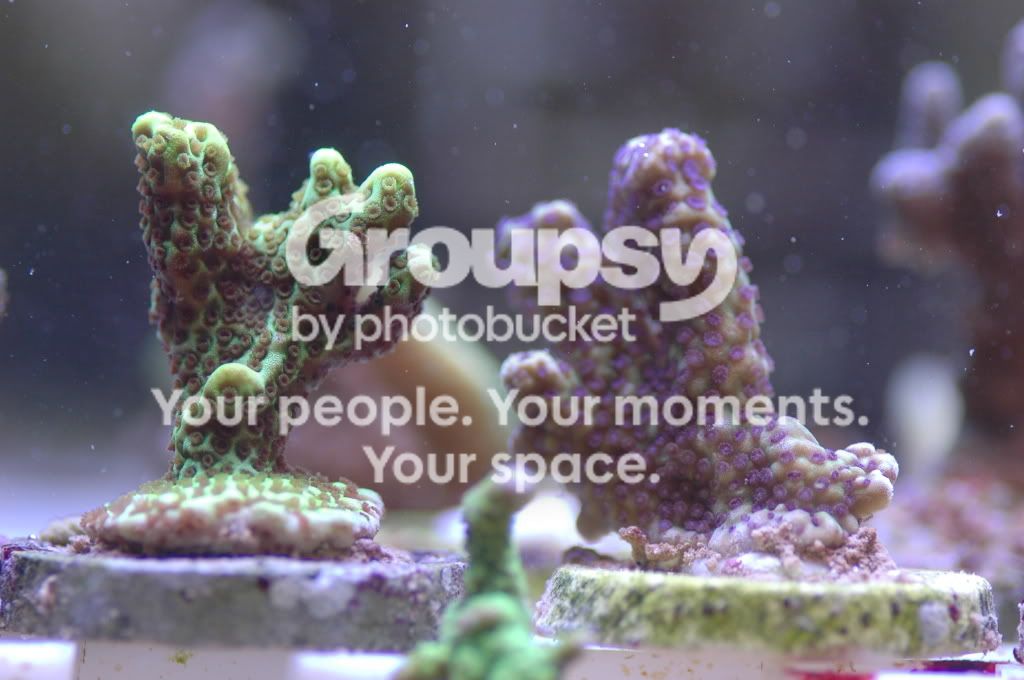 [TodoMarino.com] Coral, Coral, Coral....CORAL REEF - Llegada Esquejes SPS -