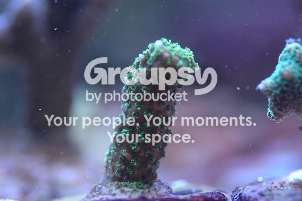 [TodoMarino.com] Coral, Coral, Coral....CORAL REEF - Llegada Esquejes SPS -