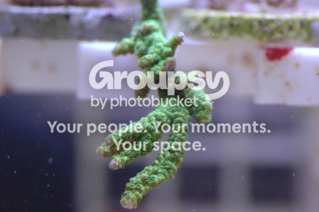 [TodoMarino.com] Coral, Coral, Coral....CORAL REEF - Llegada Esquejes SPS -