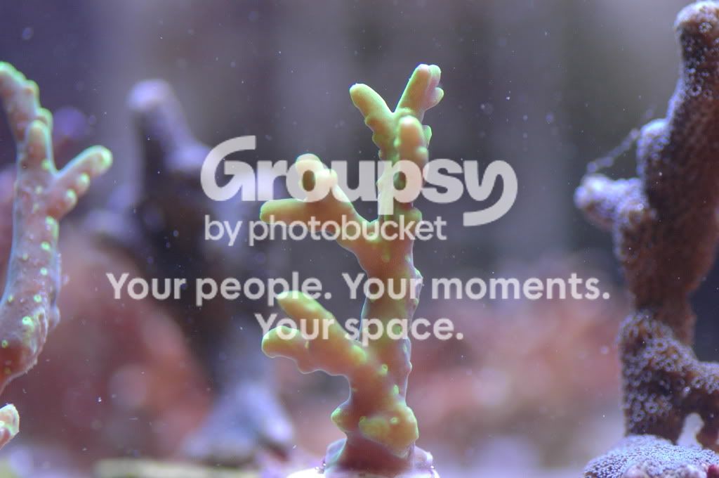 [TodoMarino.com] Coral, Coral, Coral....CORAL REEF - Llegada Esquejes SPS -