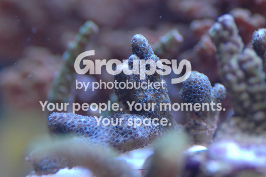 [TodoMarino.com] Coral, Coral, Coral....CORAL REEF - Llegada Esquejes SPS -