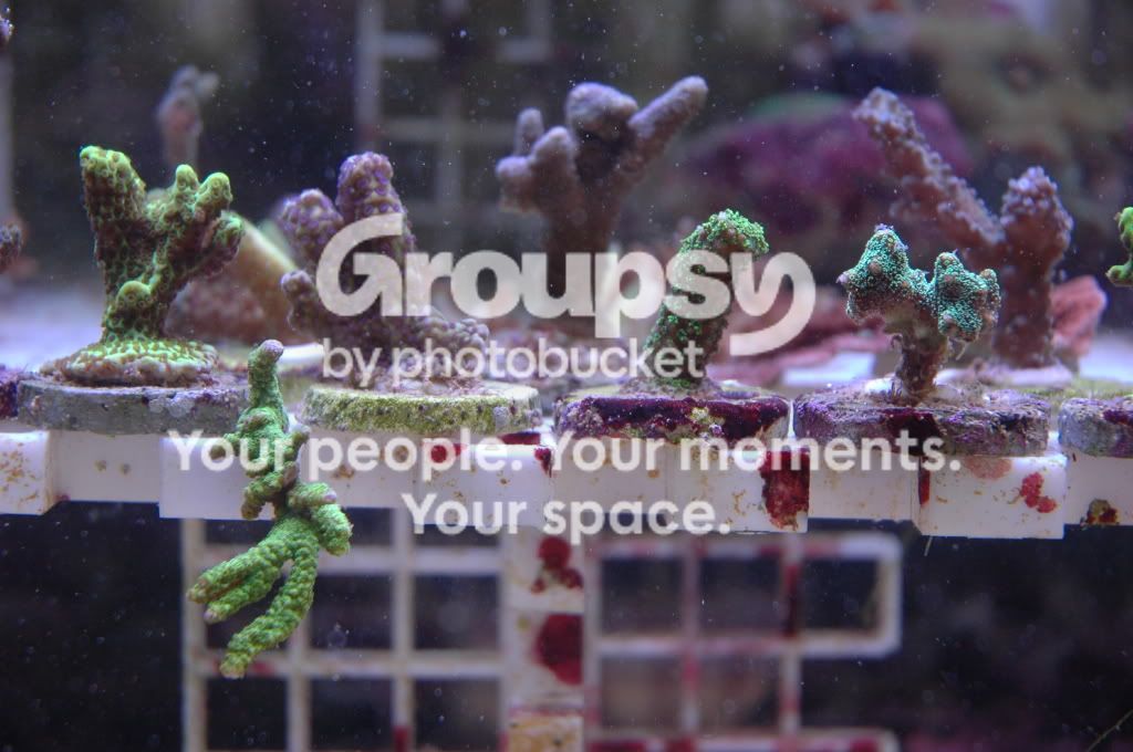 [TodoMarino.com] Coral, Coral, Coral....CORAL REEF - Llegada Esquejes SPS -