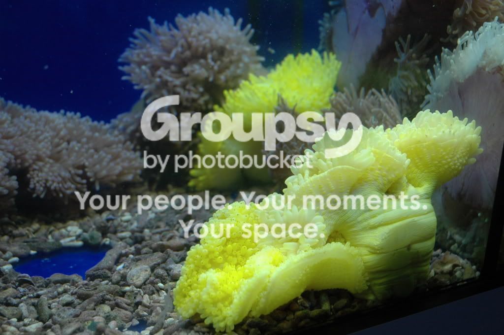 [TodoMarino.com] Coral, Coral, Coral....CORAL REEF - Nueva llegada -