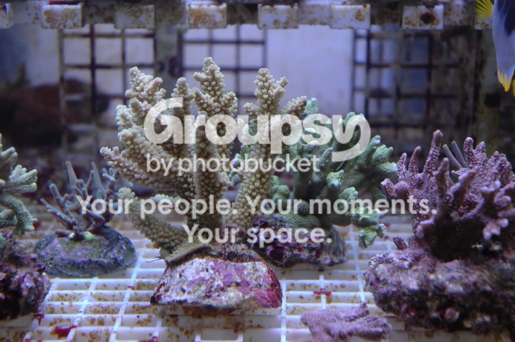 [TodoMarino.com] Coral, Coral, Coral....CORAL REEF - Nueva llegada -