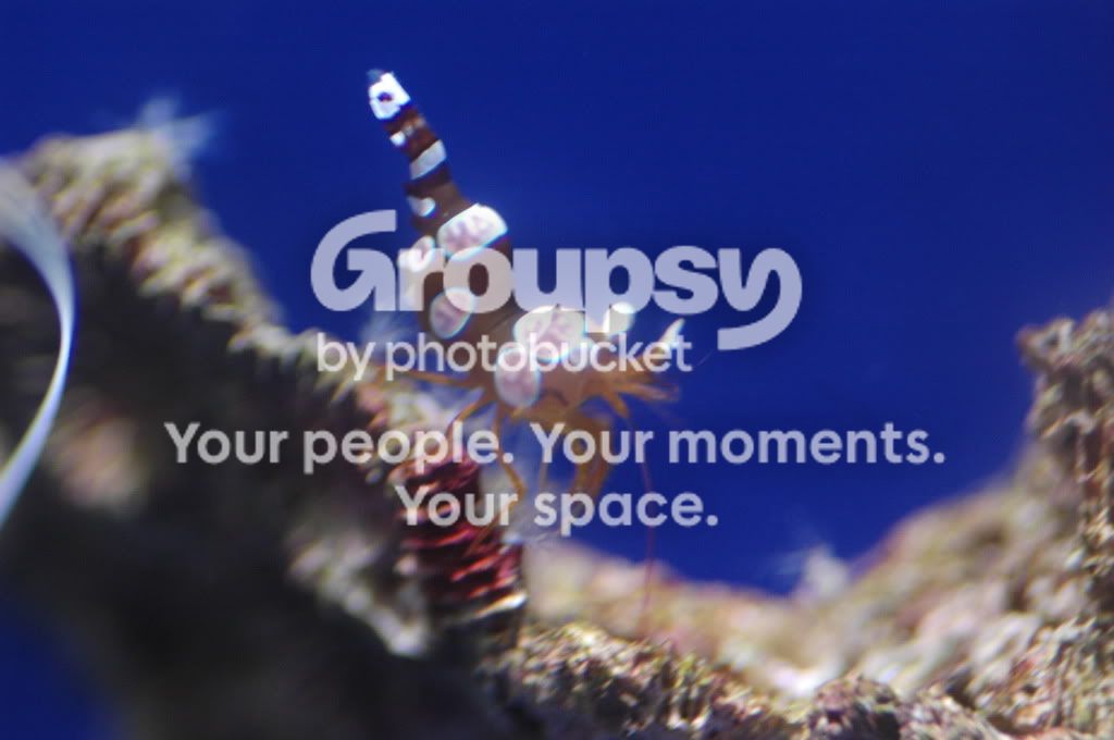 [TodoMarino.com] Nueva llegada CORAL REEF !