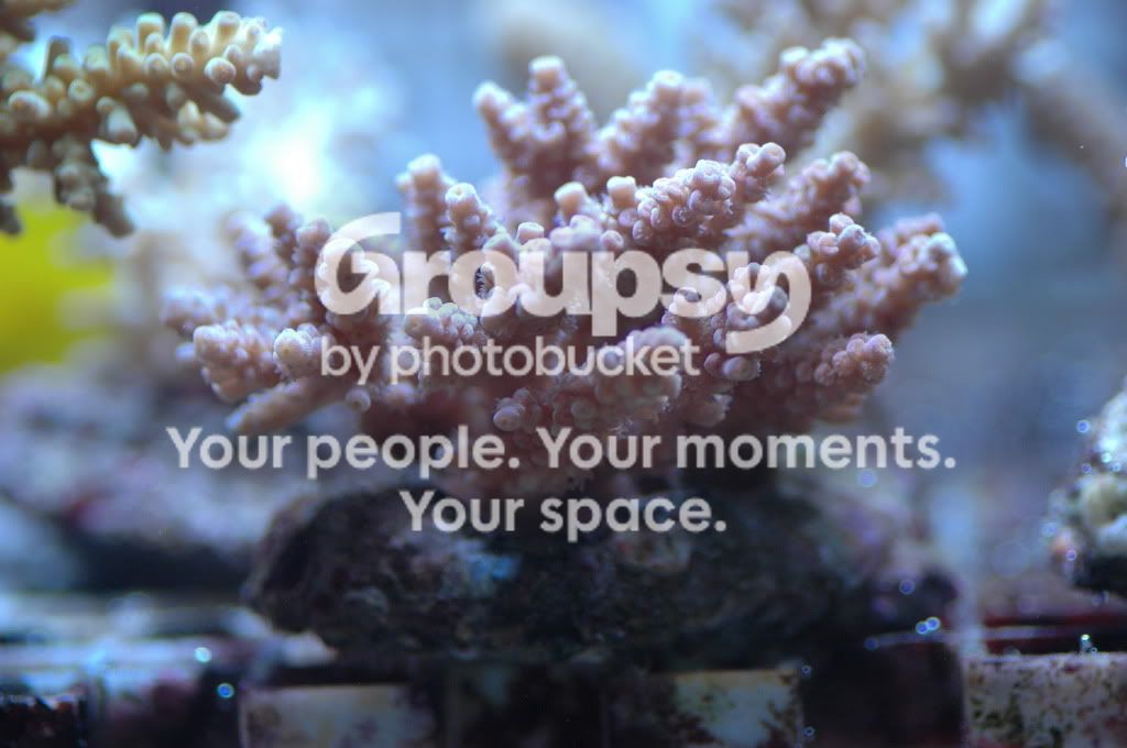 [TodoMarino.com] Nueva llegada CORAL REEF !