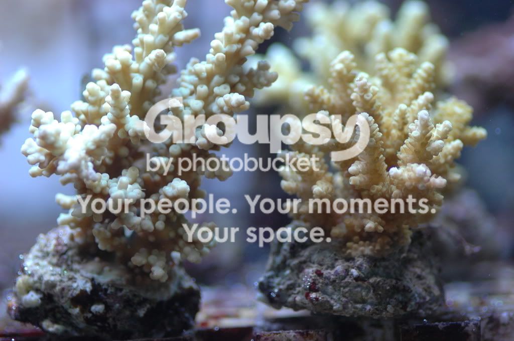 [TodoMarino.com] Nueva llegada CORAL REEF !