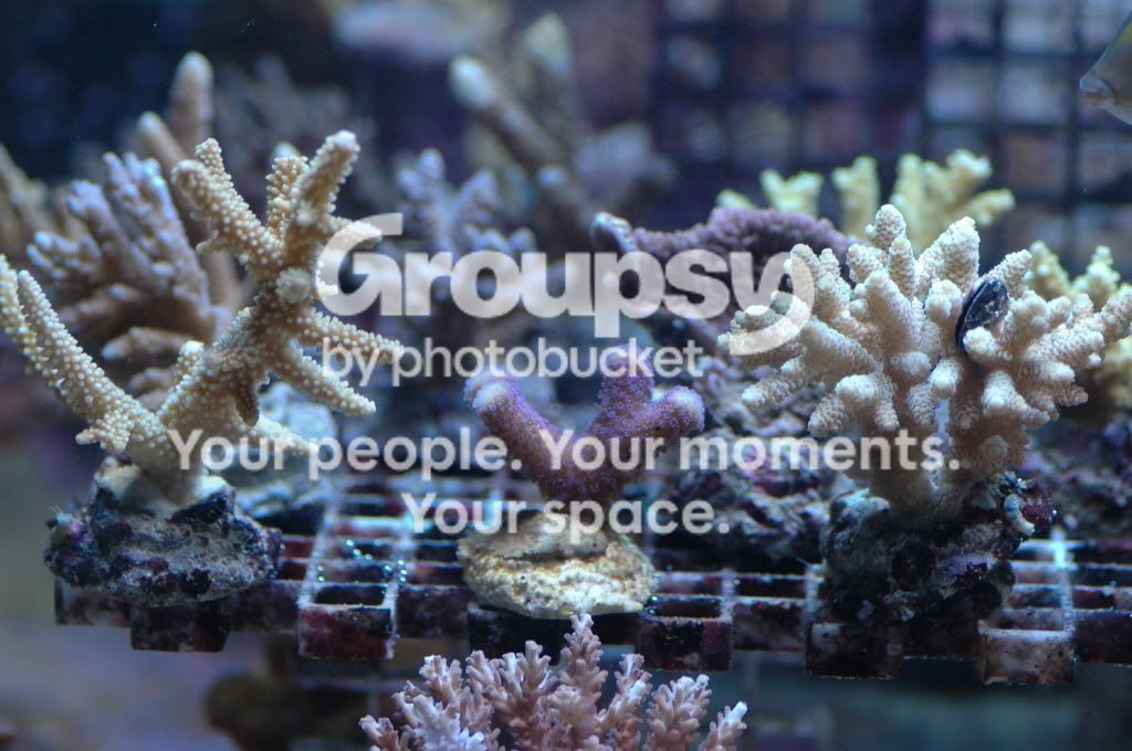 [TodoMarino.com] Nueva llegada CORAL REEF !
