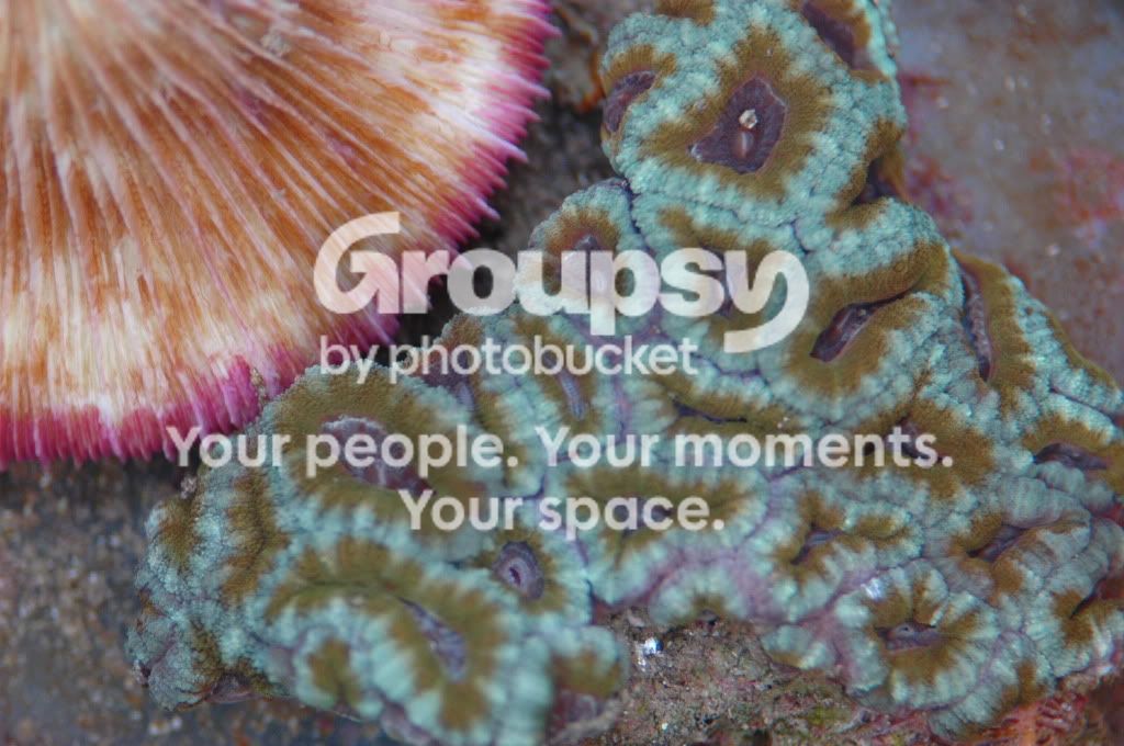 [TodoMarino.com] Nueva llegada CORAL REEF !