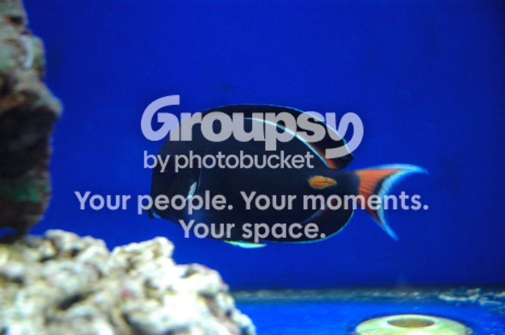 [TodoMarino.com] Nueva llegada CORAL REEF !
