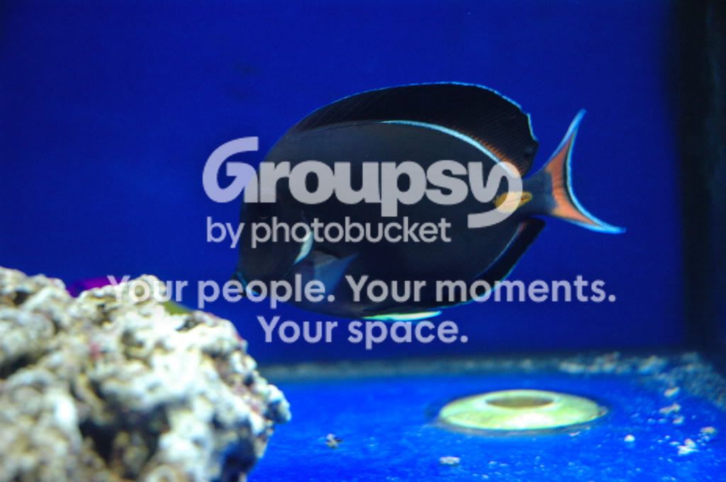 [TodoMarino.com] Nueva llegada CORAL REEF !