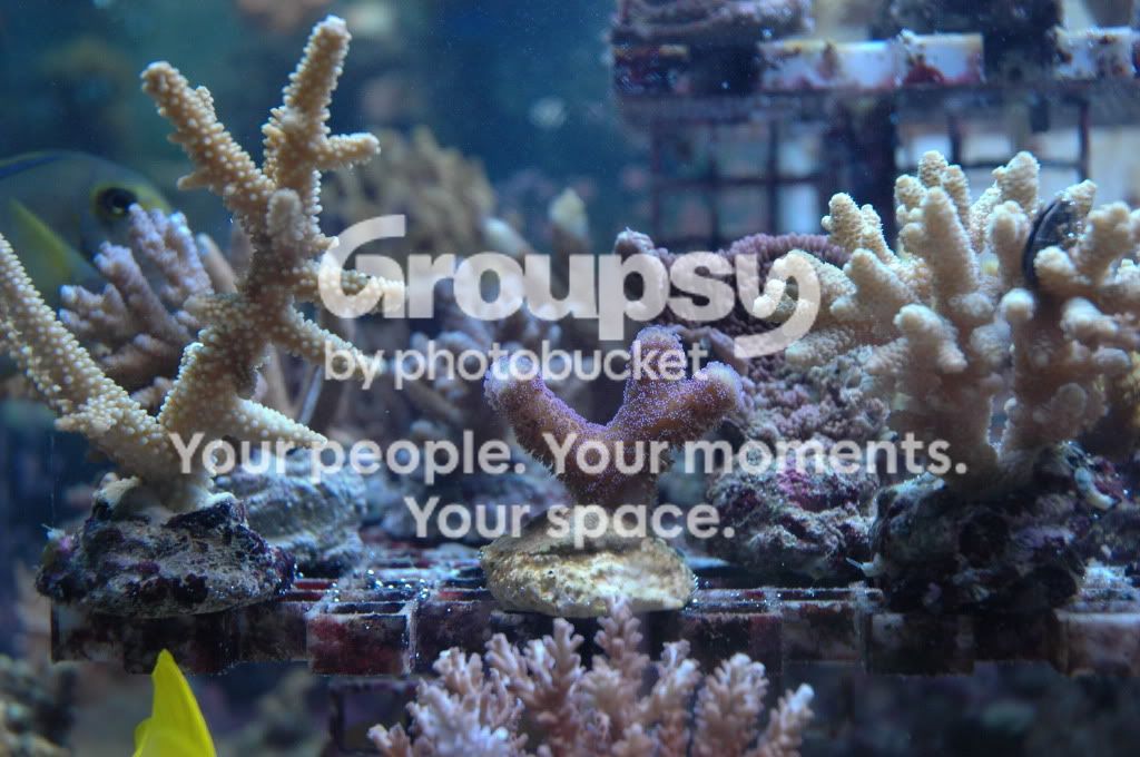[TodoMarino.com] Nueva llegada CORAL REEF !