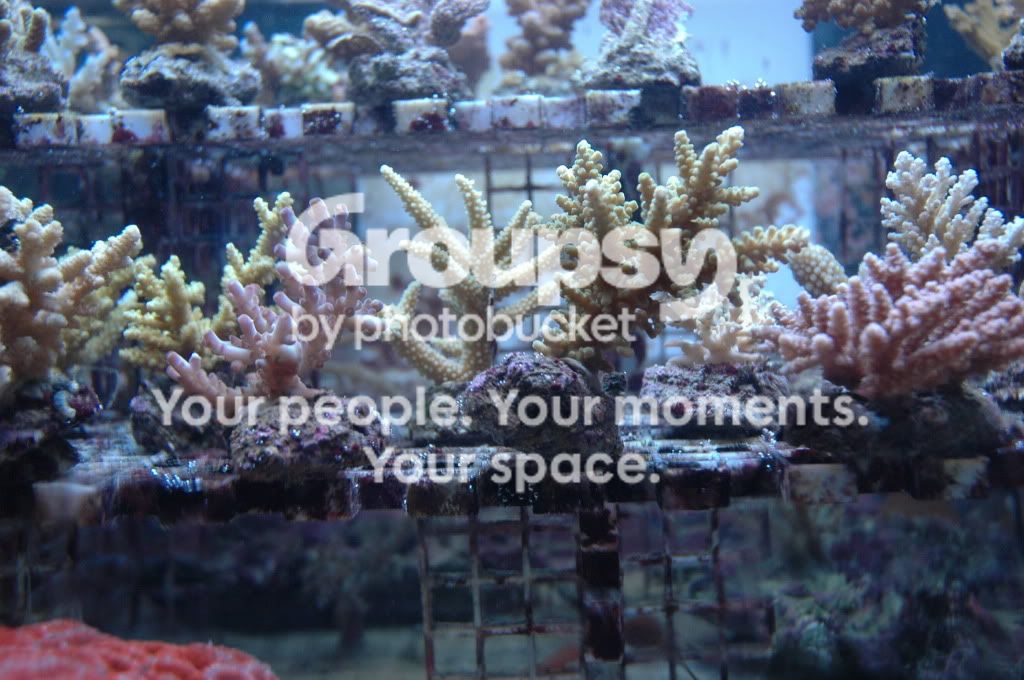 [TodoMarino.com] Nueva llegada CORAL REEF !