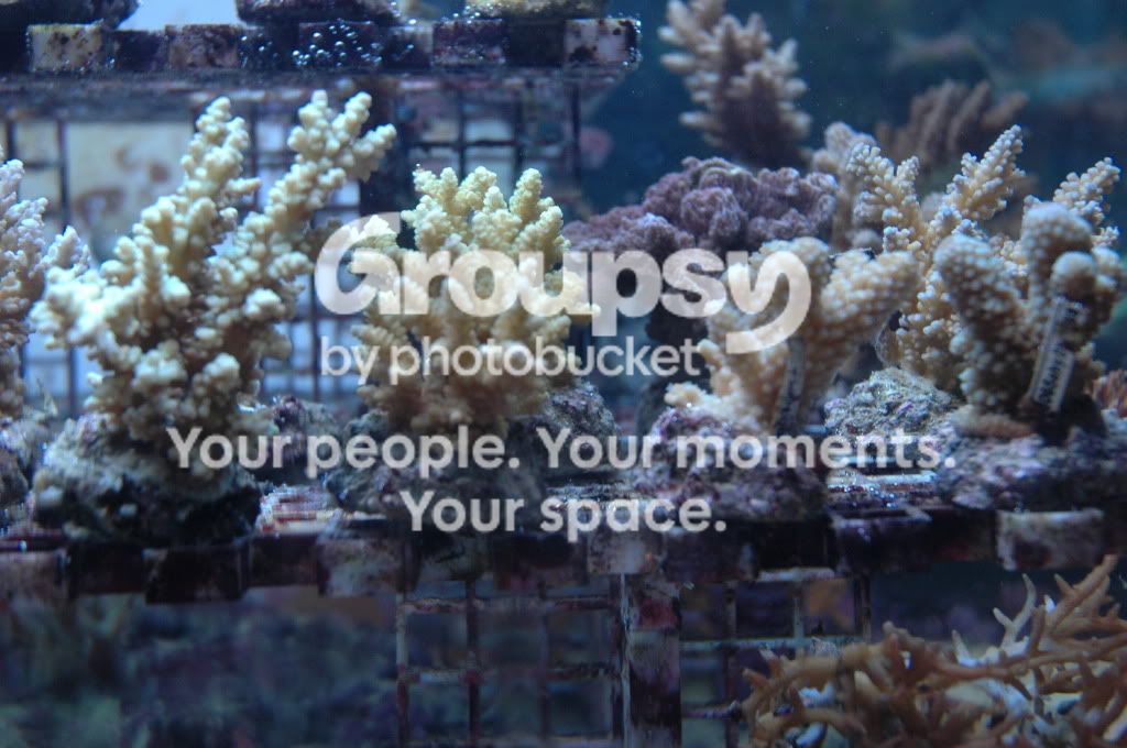 [TodoMarino.com] Nueva llegada CORAL REEF !