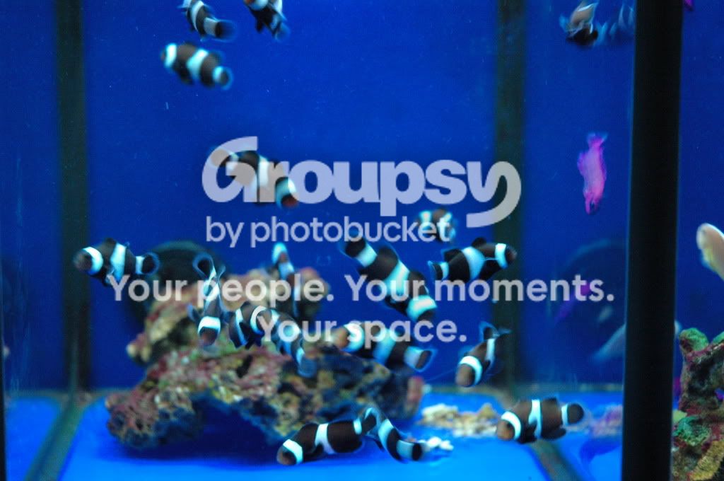[TodoMarino.com] Nueva llegada CORAL REEF !