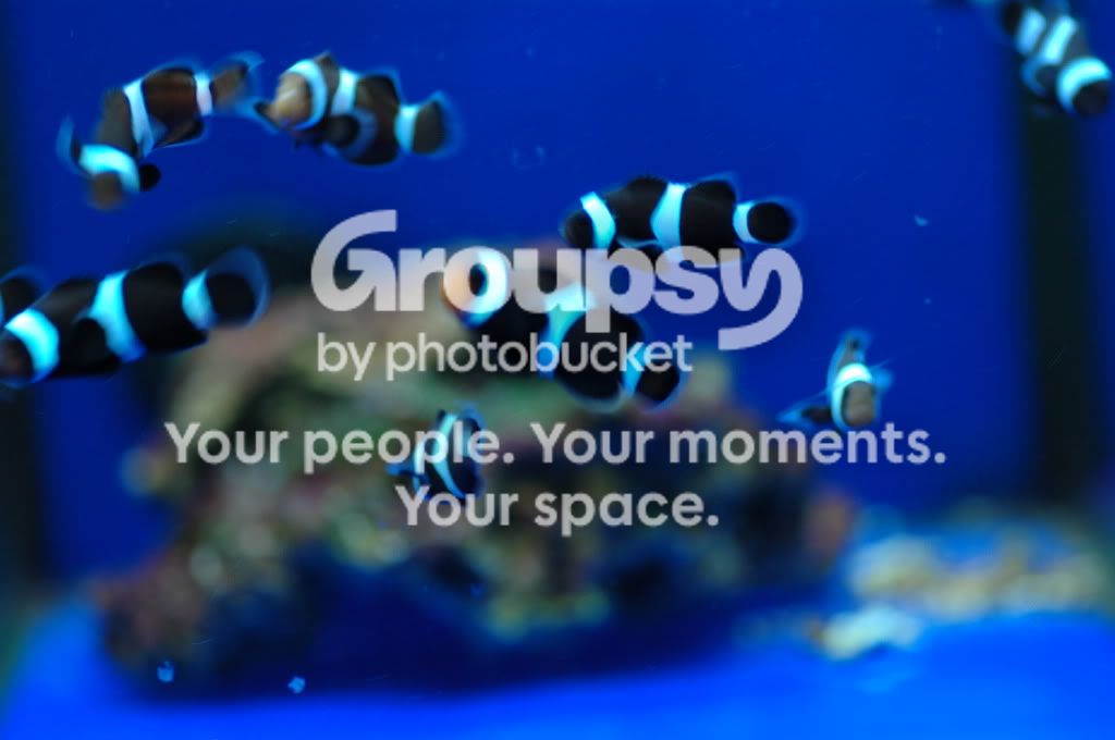 [TodoMarino.com] Nueva llegada CORAL REEF !