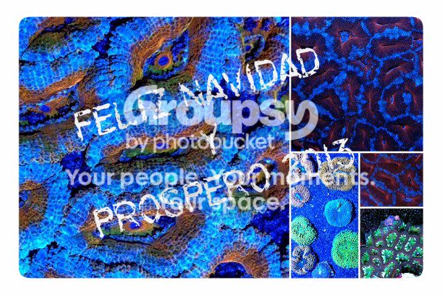[TodoMarino.com] Felices Fiestas a todos !!!!