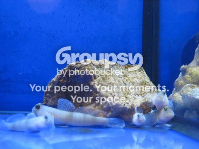 [TodoMarino.com] Proyecto de Cría en Cautividad de CORAL REEF, Parte VI