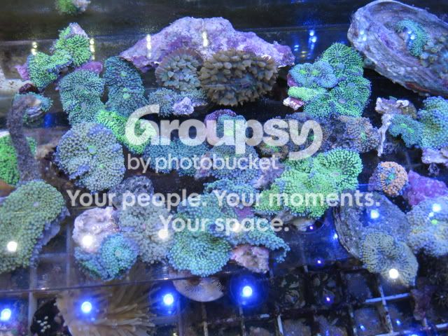 [TodoMarino.com] Coral, coral, coral...CORAL REEF - Llegada Florida -