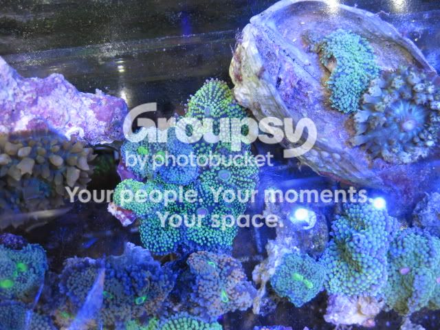 [TodoMarino.com] Coral, coral, coral...CORAL REEF - Llegada Florida -