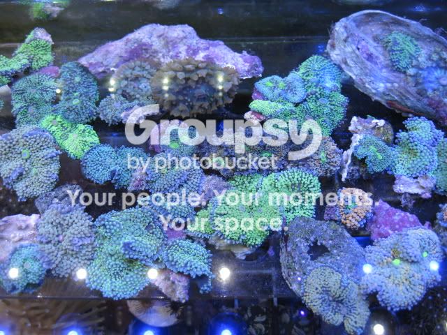 [TodoMarino.com] Coral, coral, coral...CORAL REEF - Llegada Florida -