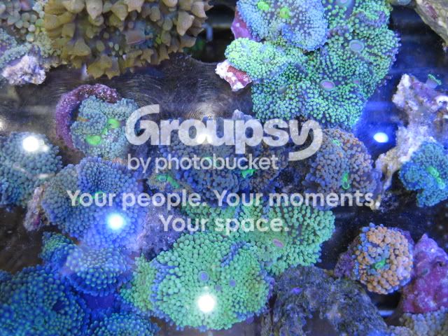[TodoMarino.com] Coral, coral, coral...CORAL REEF - Llegada Florida -