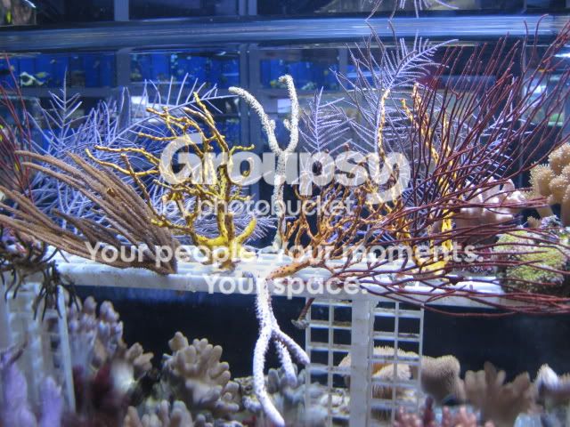 [TodoMarino.com] Coral, coral, coral...CORAL REEF - Llegada Florida -
