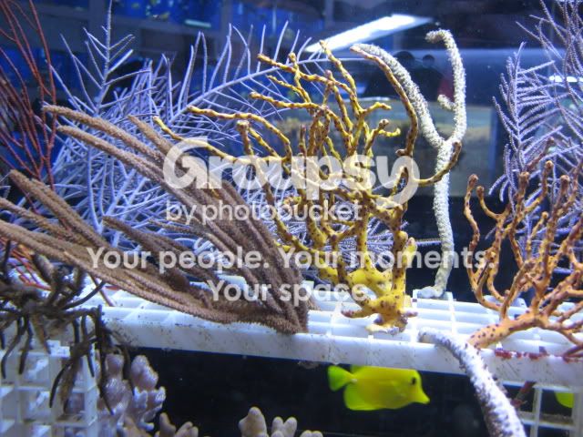 [TodoMarino.com] Coral, coral, coral...CORAL REEF - Llegada Florida -