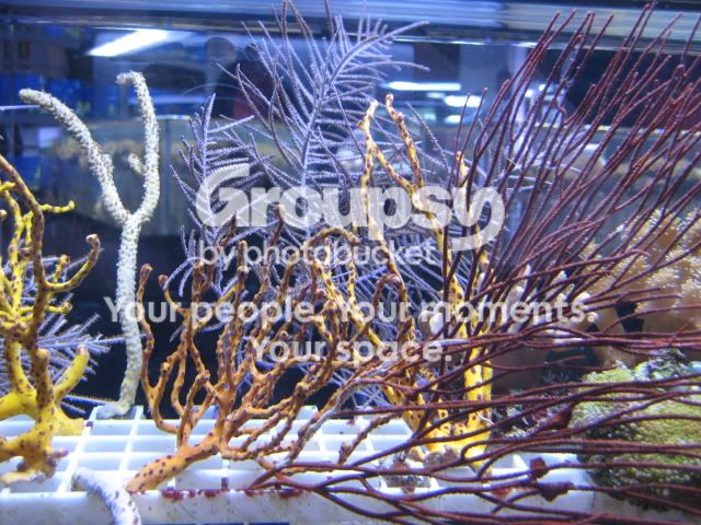 [TodoMarino.com] Coral, coral, coral...CORAL REEF - Llegada Florida -