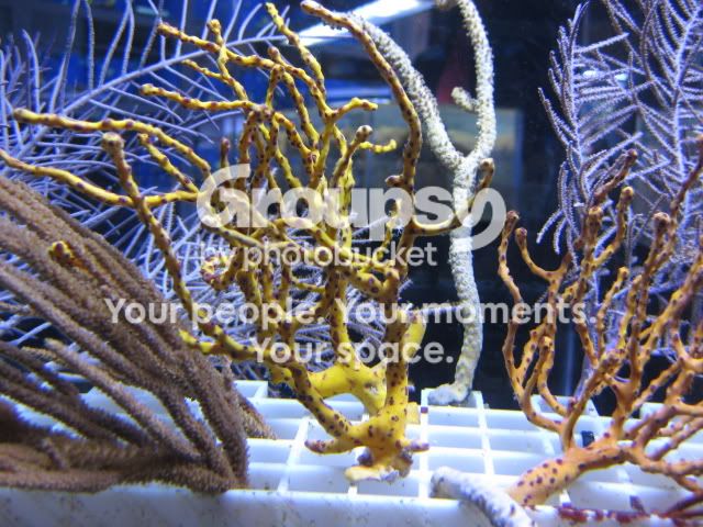 [TodoMarino.com] Coral, coral, coral...CORAL REEF - Llegada Florida -