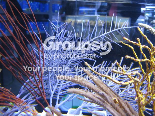 [TodoMarino.com] Coral, coral, coral...CORAL REEF - Llegada Florida -