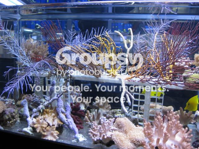 [TodoMarino.com] Coral, coral, coral...CORAL REEF - Llegada Florida -