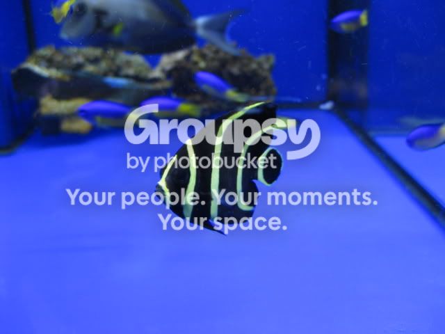 [TodoMarino.com] Coral, coral, coral...CORAL REEF - Llegada Florida -