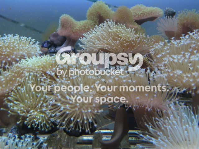 [TodoMarino.com] Oferta del día en CORAL REEF