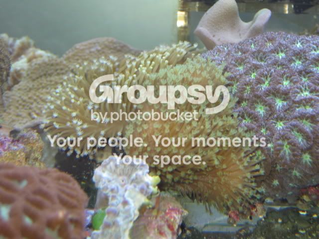 [TodoMarino.com] Oferta del día en CORAL REEF