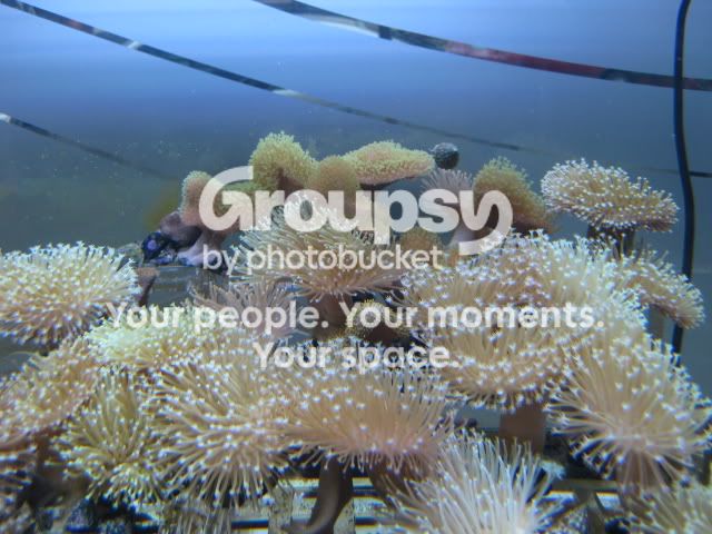 [TodoMarino.com] Oferta del día en CORAL REEF