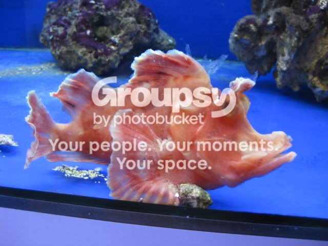 [TodoMarino.com] Coral, Coral, Coral....CORAL REEF - Zoanthus + Gorgonias + ....-